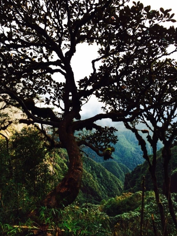 Tả Liên Sơn (cổ trâu) – khu rừng cổ tích